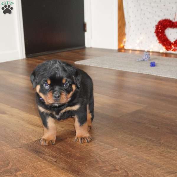 Bear, Rottweiler Puppy